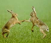hase.jpg